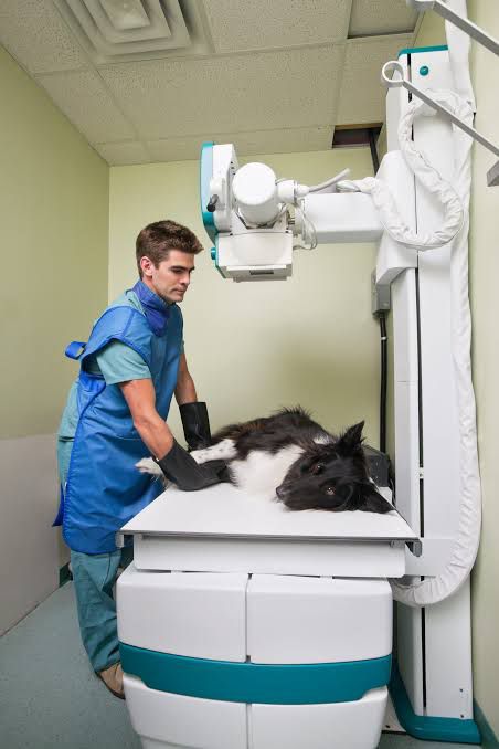 معدات أشعة بيطرية - X-Ray Equipment