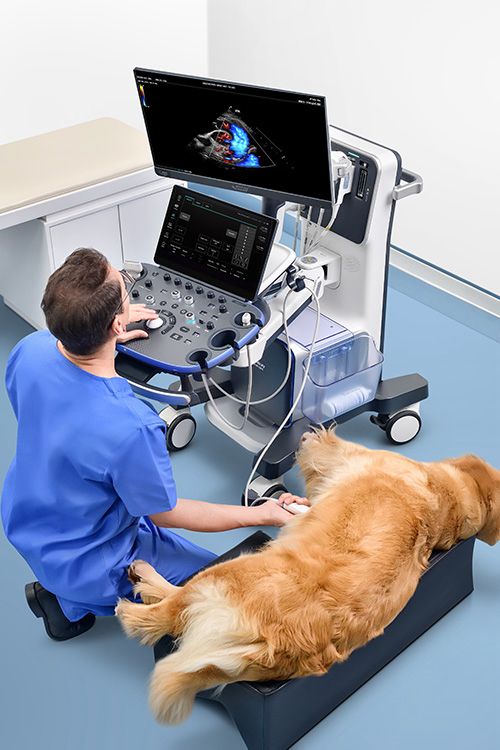 طبيب بيطري مع كلب - Vet Ultrasound Dog