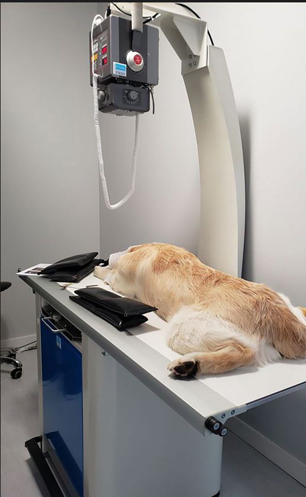 كلب على طاولة أشعة - Dog on X-Ray Table